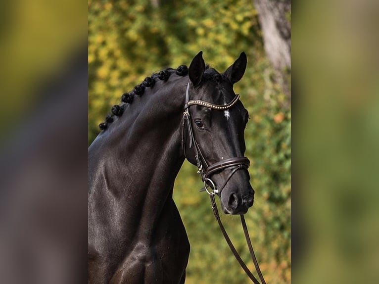 KWPN Mare 4 years 16.2 hh Black in Határ utca 25