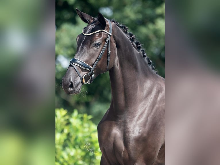 KWPN Mare 4 years 16,2 hh Black in Weert