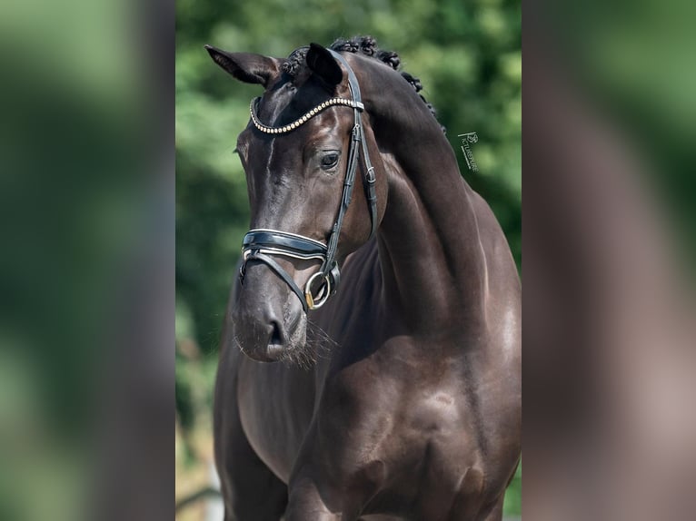 KWPN Mare 4 years 16,2 hh Black in Weert