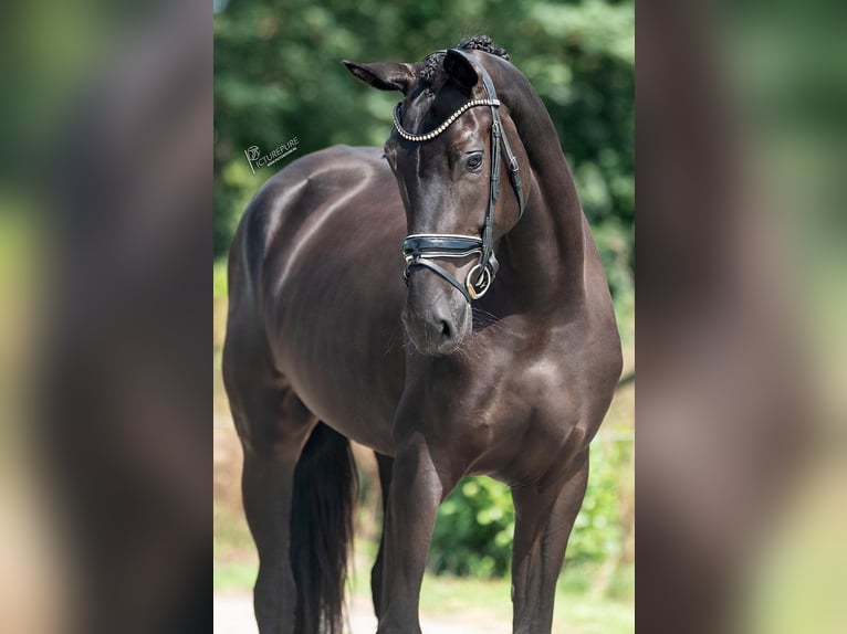 KWPN Mare 4 years 16,2 hh Black in Weert