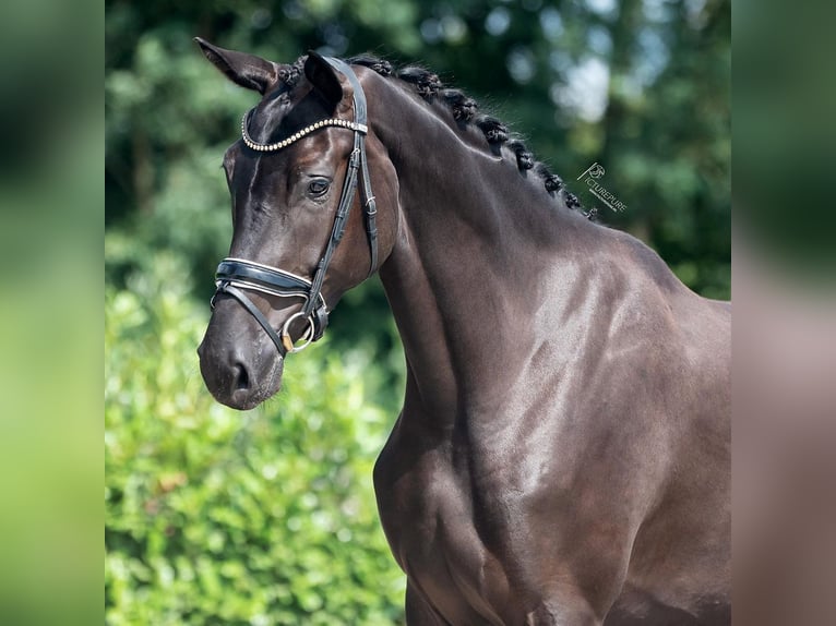 KWPN Mare 4 years 16,2 hh Black in Weert