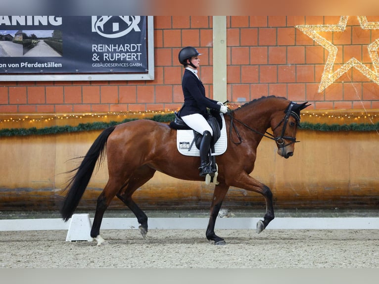 KWPN Mare 4 years 16,2 hh Brown in Goch