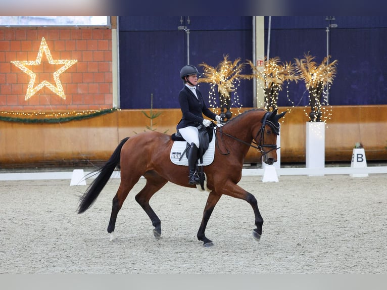 KWPN Mare 4 years 16,2 hh Brown in Goch