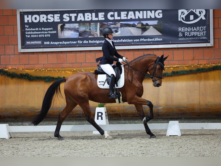 KWPN Mare 4 years 16,2 hh Brown in Goch