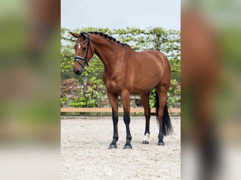 KWPN Mare 4 years 16,2 hh Brown in Goch