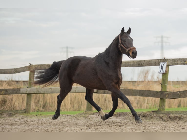 KWPN Mare 4 years 16,2 hh Brown in Harlingen