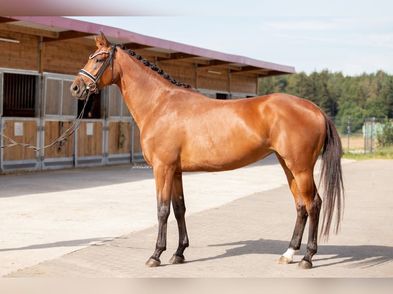 KWPN Mare 4 years 16,2 hh Brown in Lehrberg