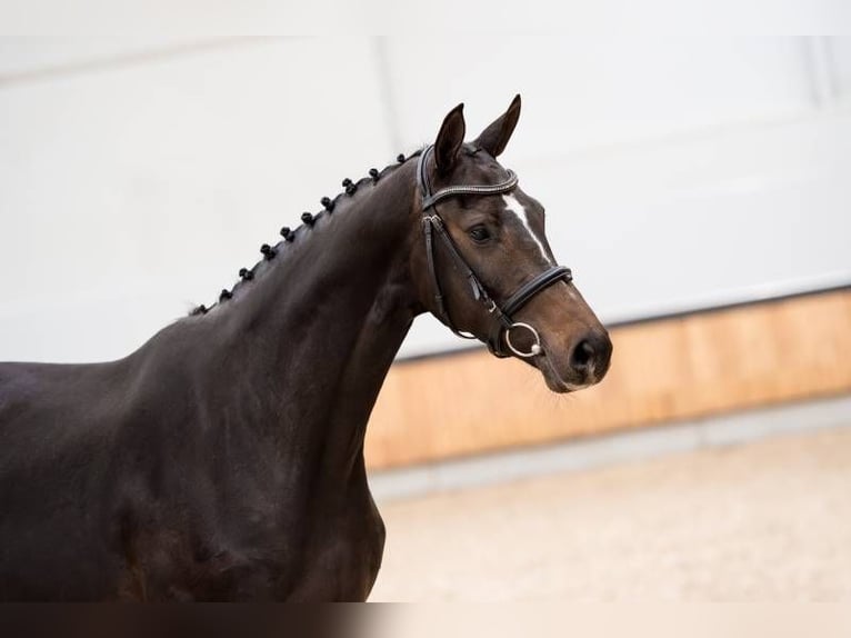 KWPN Mare 4 years 16,2 hh Brown in MOL