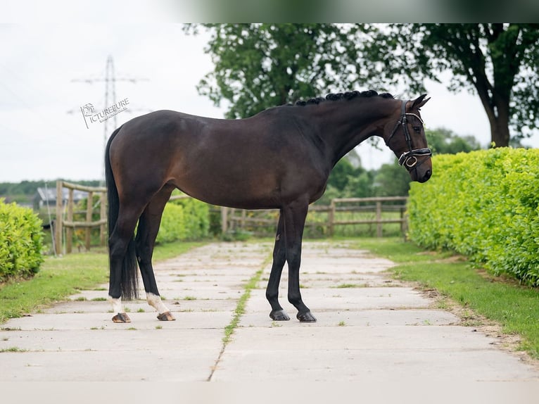 KWPN Mare 4 years 16,2 hh Brown in Weert