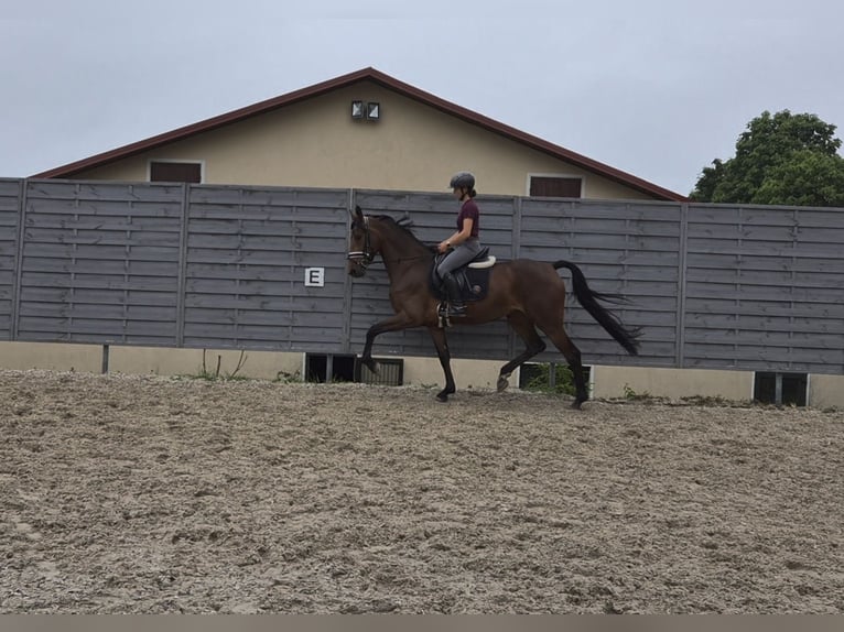 KWPN Mare 4 years 16.2 hh Brown in Gelenau/Erzgebirge