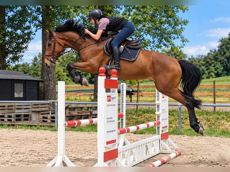 KWPN Mare 4 years 16.2 hh Brown in Königsbach-Stein