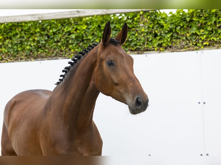 KWPN Mare 4 years 16.2 hh Brown in Waddinxveen