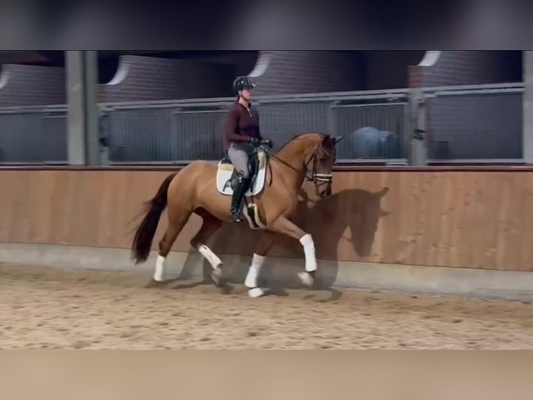 KWPN Mare 4 years 16,2 hh Chestnut-Red in Dreumel