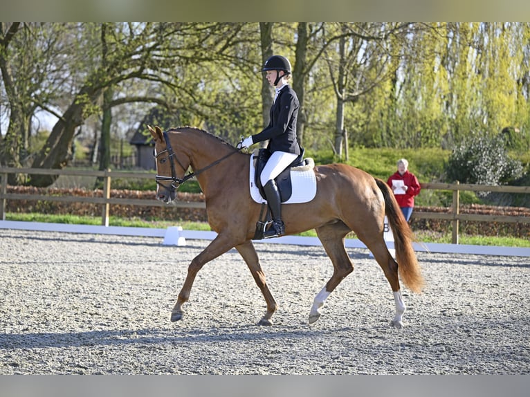 KWPN Mare 4 years 16,2 hh Chestnut-Red in Oldebroek