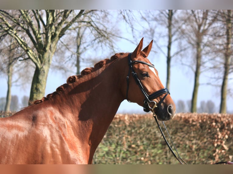 KWPN Mare 4 years 16,2 hh Chestnut-Red in Oude tonge
