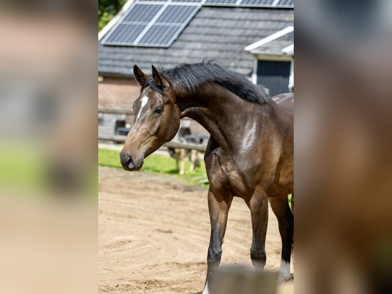 KWPN Mare 4 years 16.3 hh Bay-Dark in Nieuw-Amsterdam