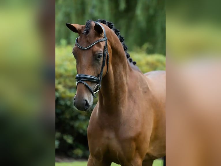 KWPN Mare 4 years 16.3 hh Brown in Oosterhout