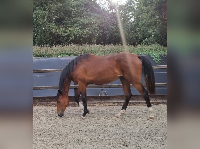 KWPN Mare 4 years 16,3 hh Brown in Ruinen