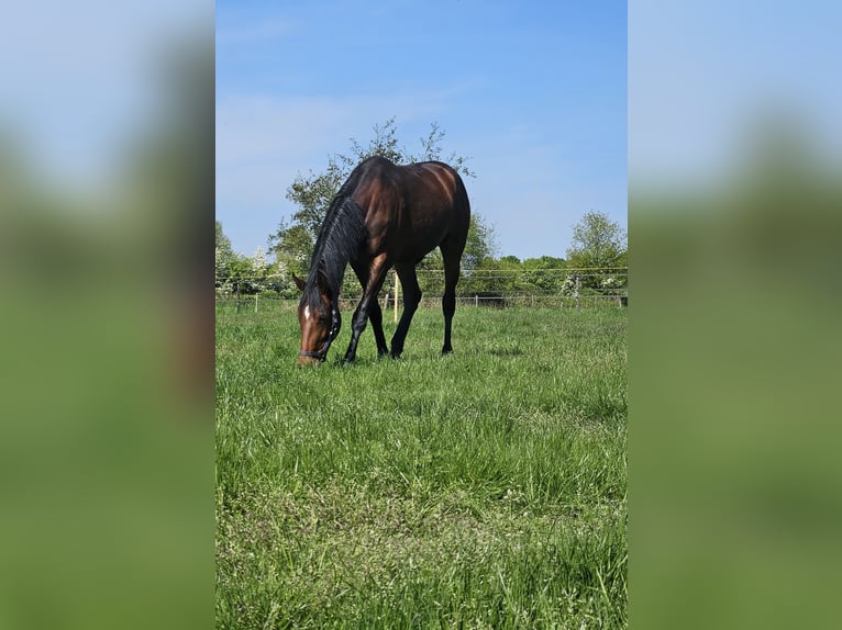 KWPN Mare 4 years 16.3 hh Brown in Zeeland