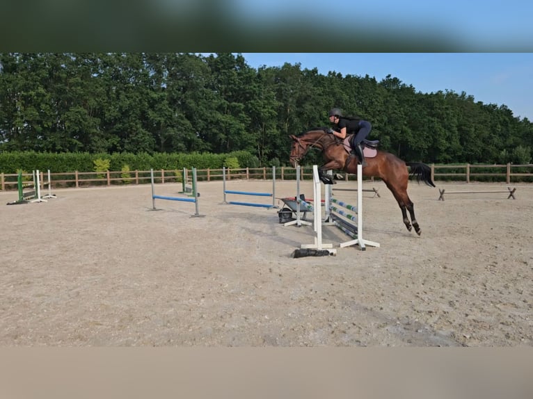 KWPN Mare 4 years 16.3 hh Brown in Zeeland
