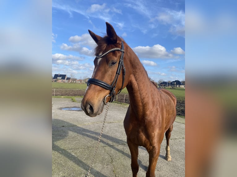 KWPN Mare 4 years 16,3 hh Chestnut in Dalfsen