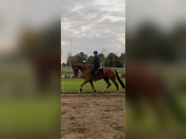 KWPN Mare 4 years 16,3 hh Chestnut in Dalfsen