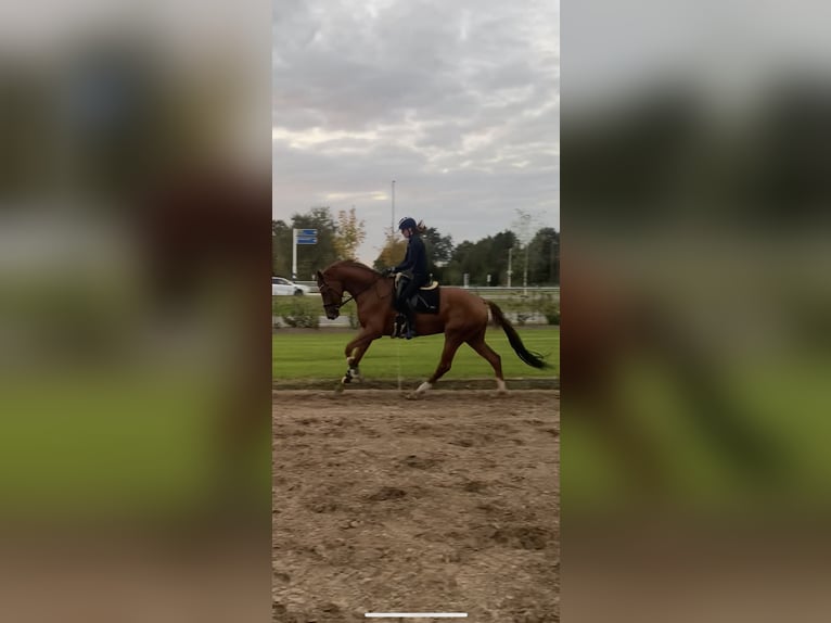 KWPN Mare 4 years 16,3 hh Chestnut in Dalfsen