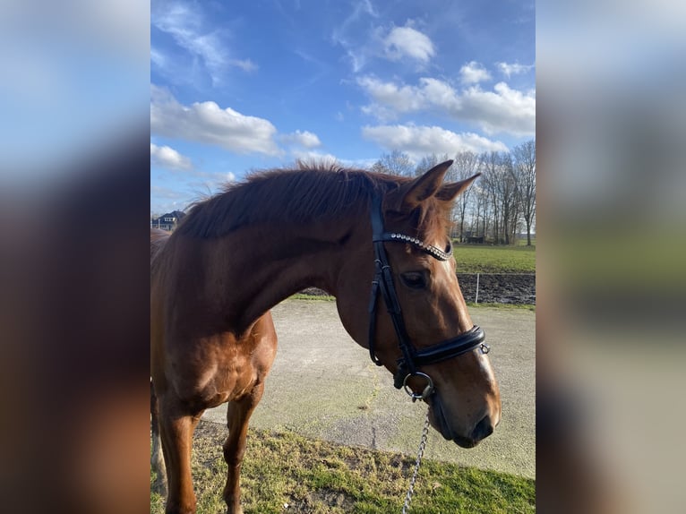 KWPN Mare 4 years 16,3 hh Chestnut in Dalfsen