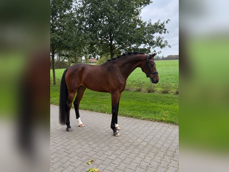 KWPN Mare 4 years 16 hh Bay-Dark in Emlichheim