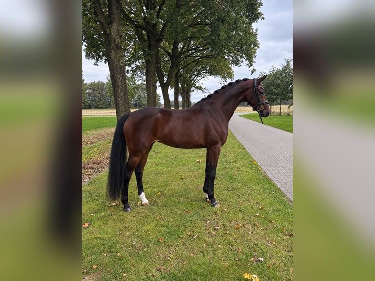 KWPN Mare 4 years 16 hh Bay-Dark in Emlichheim