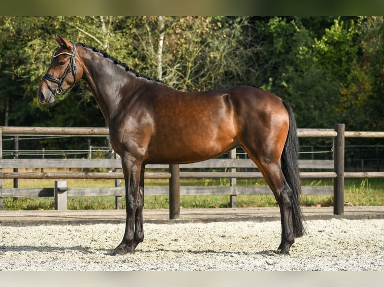 KWPN Mare 4 years 16 hh Bay-Dark in Loon op Zand