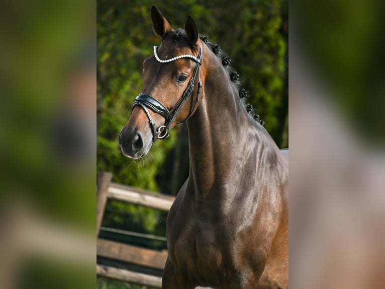 KWPN Mare 4 years 16 hh Bay-Dark in Loon op Zand