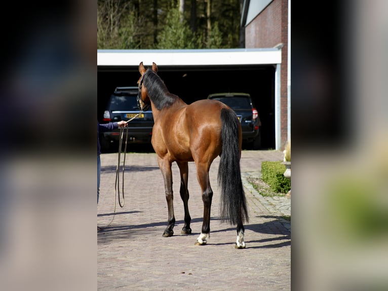 KWPN Mare 4 years 16 hh Bay-Dark in Vlierden