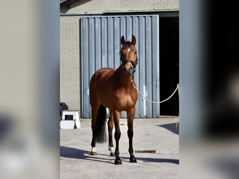KWPN Mare 4 years 16 hh Bay-Dark in Vlierden