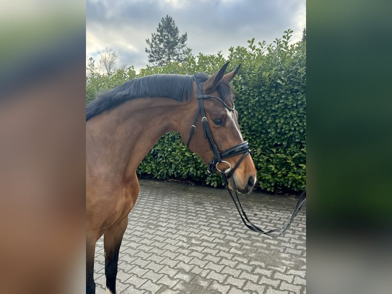 KWPN Mare 4 years 16 hh Bay in Aach, Baden Württemberg