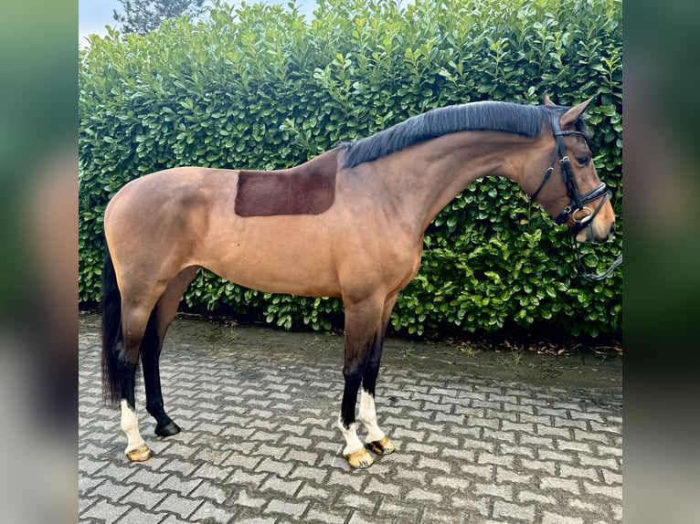 KWPN Mare 4 years 16 hh Bay in Aach, Baden Württemberg