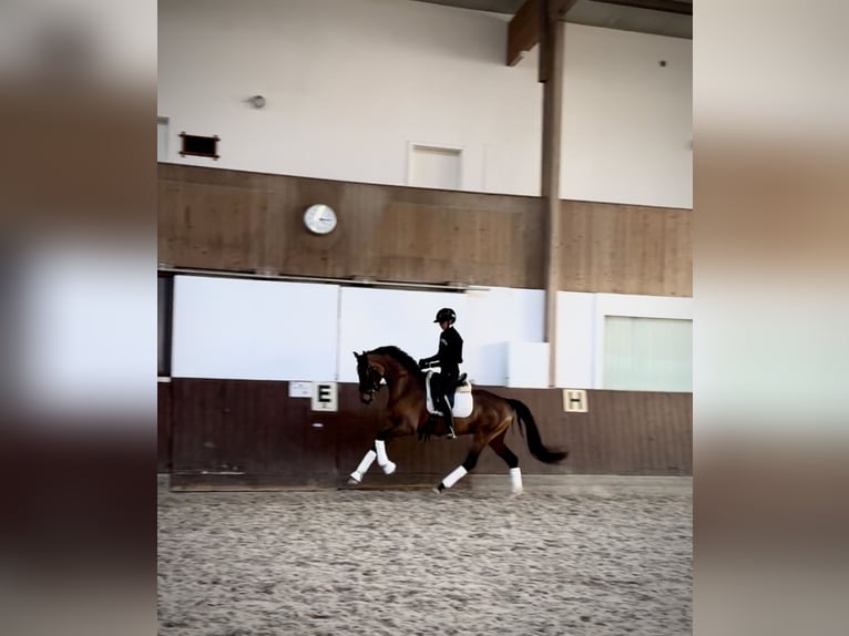 KWPN Mare 4 years 16 hh Bay in Aach, Baden Württemberg