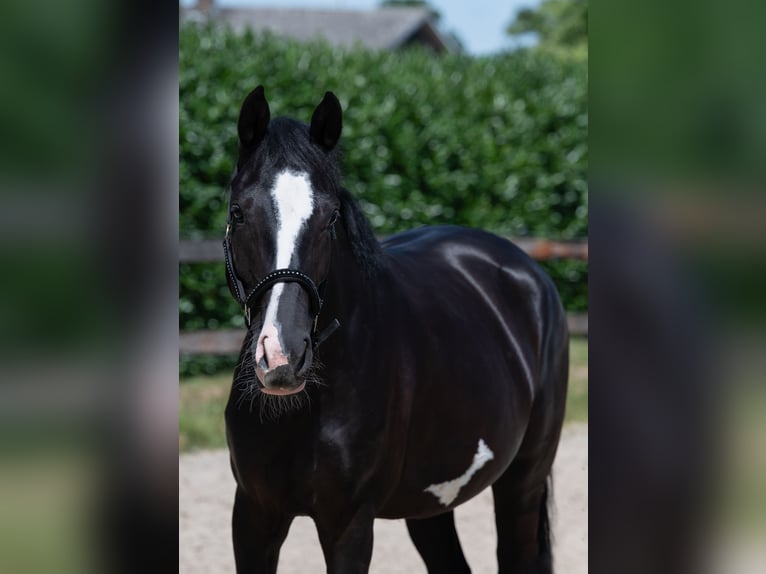 KWPN Mare 4 years 16 hh Black in Bree