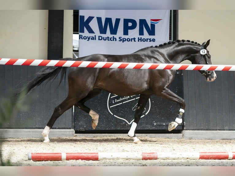 KWPN Mare 4 years 16 hh Black in Bree
