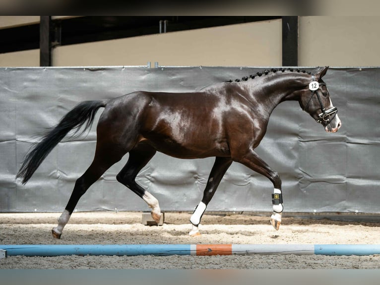 KWPN Mare 4 years 16 hh Black in Bree
