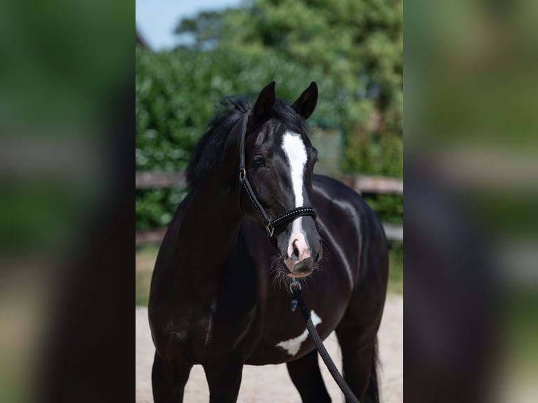 KWPN Mare 4 years 16 hh Black in Bree