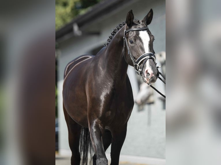 KWPN Mare 4 years 16 hh Black in Bree