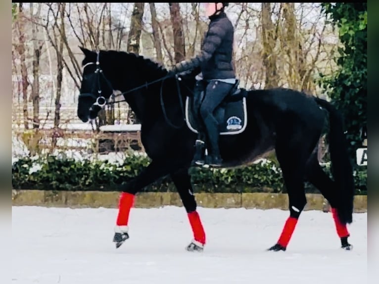 KWPN Mare 4 years 16 hh Black in Sottrum