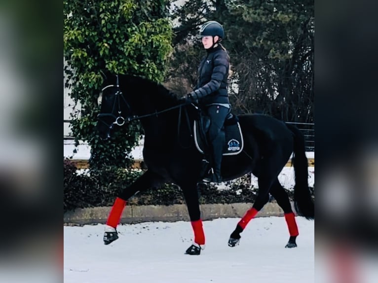KWPN Mare 4 years 16 hh Black in Sottrum