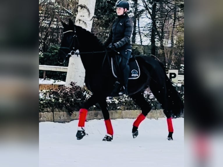 KWPN Mare 4 years 16 hh Black in Sottrum