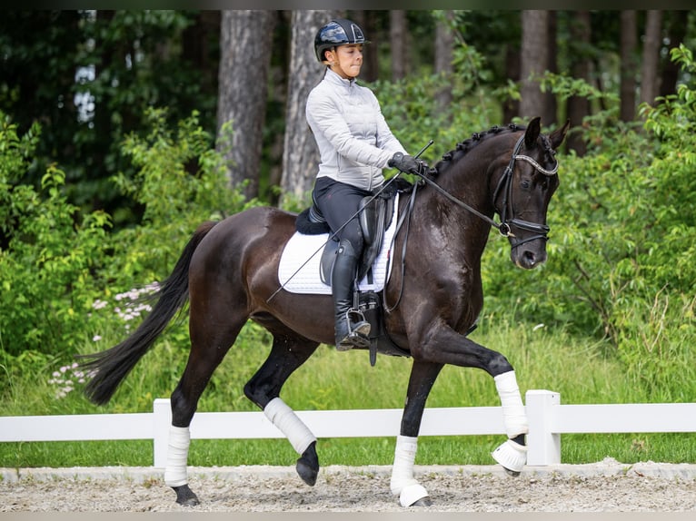 KWPN Mare 4 years 16 hh Black in Uden