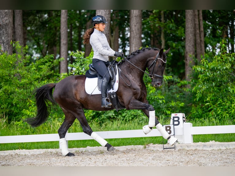 KWPN Mare 4 years 16 hh Black in Uden