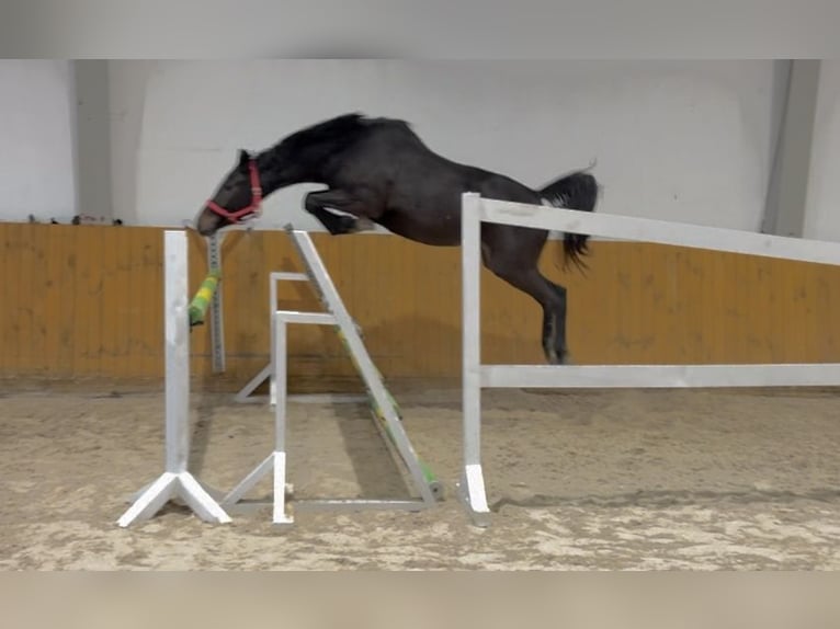 KWPN Mare 4 years 16 hh Black in G&#x142;ubczyn