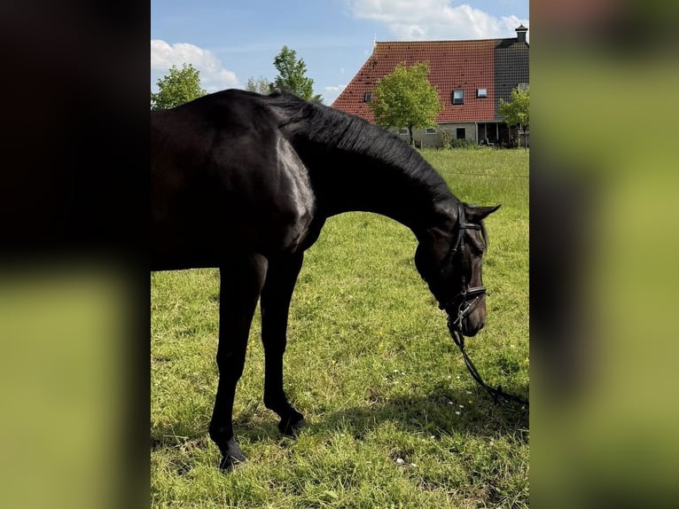 KWPN Mare 4 years 16 hh Black in Boksum