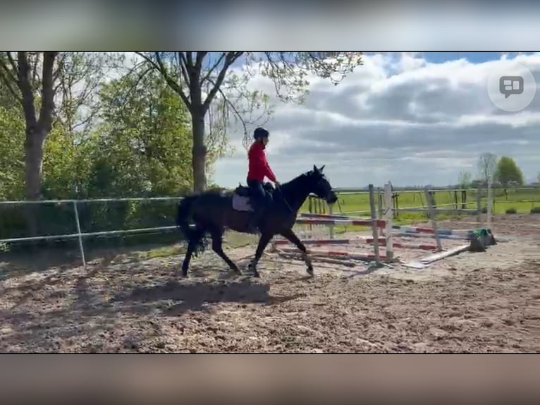 KWPN Mare 4 years 16 hh Black in Boksum